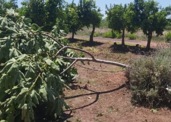 AVA-ASAJA estima que el pedrisco causa 25 millones de pérdidas en 6.000 hectáreas de cultivo