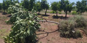 AVA-ASAJA estima que el pedrisco causa 25 millones de pérdidas en 6.000 hectáreas de cultivo