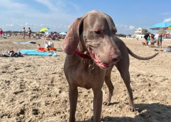 Valencia sigue con su playa canina cerrada el 8 de julio...Conoce el porqué