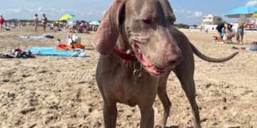 Valencia sigue con su playa canina cerrada el 8 de julio...Conoce el porqué