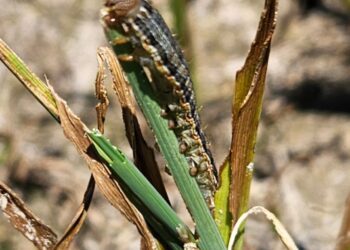 AVA-ASAJA urge soluciones ante la súbita reaparición de la 'rosquilla del arroz' en la Albufera