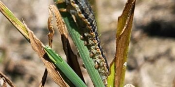 AVA-ASAJA urge soluciones ante la súbita reaparición de la 'rosquilla del arroz' en la Albufera