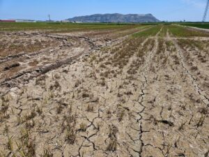 AVA-ASAJA urge soluciones ante la súbita reaparición de la 'rosquilla del arroz' en la Albufera 2 rosquilla arroz 2