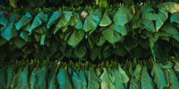 view of cut and tied leaves