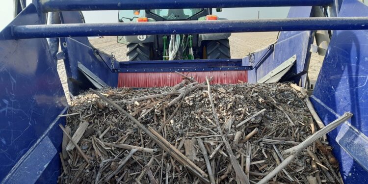Valencia retira 66.000 kilos de maderas y cañas en la primera semana de limpieza de las playas del Sur 1 Valencia retira 66.000 kilos de maderas y cañas en la primera semana de limpieza de las playas del Sur