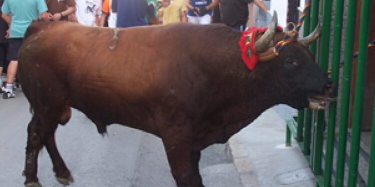 Chiva y el anacrónico torico de la cuerda 