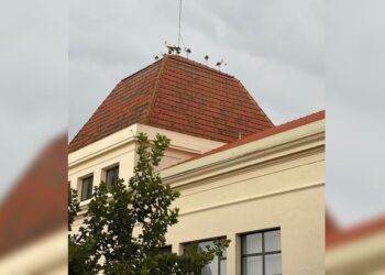 La imagen insólita en Sueca a causa de los incendios: decenas de cigüeñas encuentran refugio en la Ribera