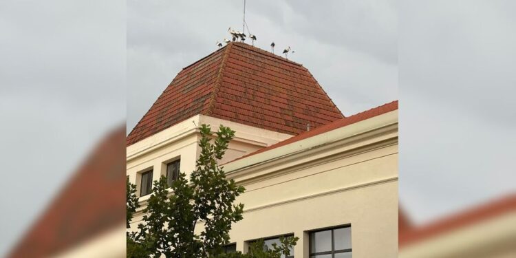 La imagen insólita en Sueca a causa de los incendios: decenas de cigüeñas encuentran refugio en la Ribera 1 La imagen insólita en Sueca a causa de los incendios: decenas de cigüeñas encuentran refugio en la Ribera