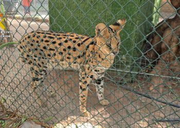 Desmantelado un zoo privado clandestino con más de 150 animales exóticos en Nules