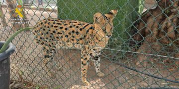 Desmantelado un zoo privado clandestino con más de 150 animales exóticos en Nules
