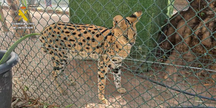 Desmantelado un zoo privado clandestino con más de 150 animales exóticos en Nules 1 Desmantelado un zoo privado clandestino con más de 150 animales exóticos en Nules