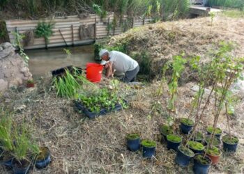 Plantaciones de flora acuática amenazada en Albalat de la Ribera para favorecer su conservación