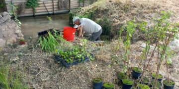 Plantaciones de flora acuática amenazada en Albalat de la Ribera para favorecer su conservación
