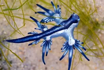 El dragón azul obliga a cerrar playas en Guardamar: un diminuto molusco que esconde un veneno doloroso