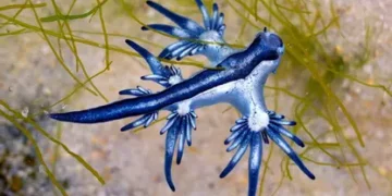 El dragón azul obliga a cerrar playas en Guardamar: un diminuto molusco que esconde un veneno doloroso