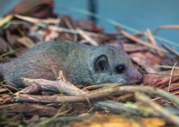BIOPARC Valencia acoge un grupo de lirón pigmeo africano víctima del tráfico ilegal