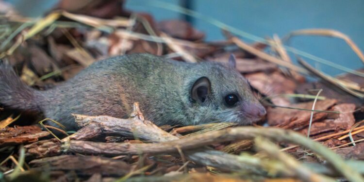 BIOPARC Valencia acoge un grupo de lirón pigmeo africano víctima del tráfico ilegal