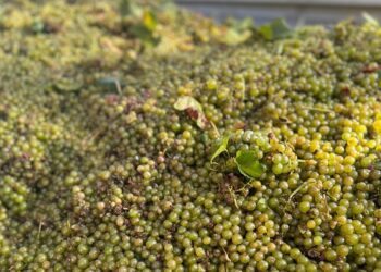 AVA-ASAJA denuncia que las bodegas del cava ofrecen la mitad del año pasado por la uva