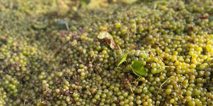 AVA-ASAJA denuncia que las bodegas del cava ofrecen la mitad del año pasado por la uva 1 AVA-ASAJA denuncia que las bodegas del cava ofrecen la mitad del año pasado por la uva