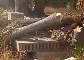 Los socialistas denuncian la caída de varios árboles en Benicalap por la “falta de gestión” de Catalá