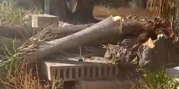 Los socialistas denuncian la caída de varios árboles en Benicalap por la “falta de gestión” de Catalá
