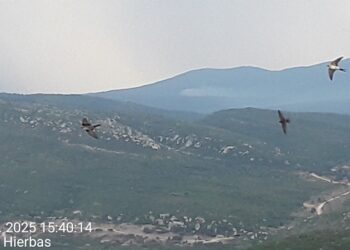 2 medios aéreos luchan contra un incendio forestal en Siete Aguas