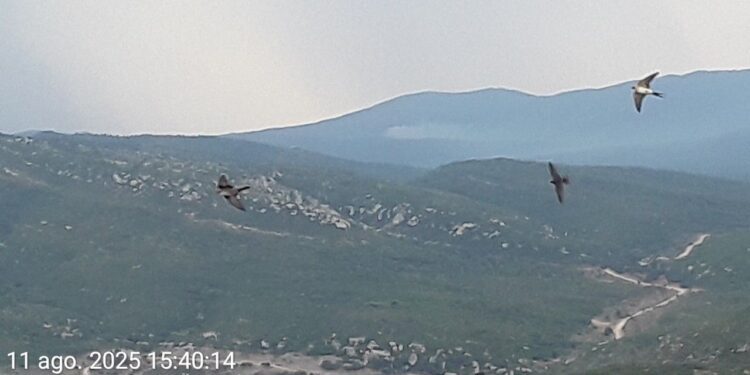 2 medios aéreos luchan contra un incendio forestal en Siete Aguas