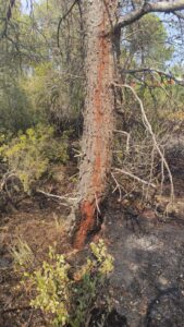 Estabilizado el Incendio Forestal de Teresa de Cofrentes, drones sobrevuelan buscando puntos calientes 2 WhatsApp Image 2025 08 14 at 17.18.02