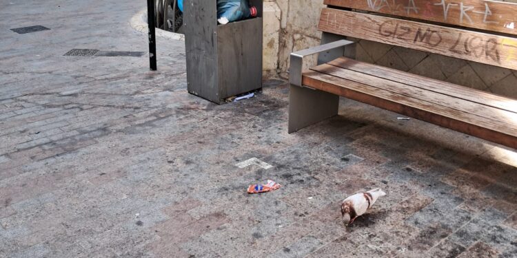 La Valencia de María José Catalá en agosto: calles sucias y plantas secas vs zonas selváticas