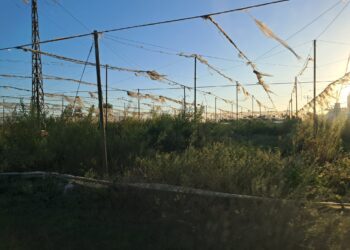 Las ratas de tierra firme: cuando el barco del poder empieza a hacer agua