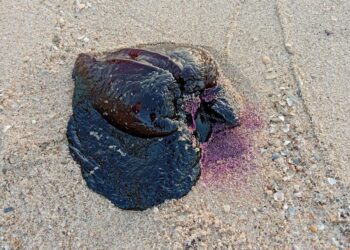 Hallazgo de una liebre marina negra en Pinedo