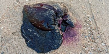 Hallazgo de una liebre marina negra en Pinedo
