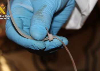 Tres años después, la Guardia Civil resuelve el crimen de Guardamar: detenidos el hijo de la víctima y un amigo como presuntos autores del homicidio