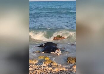 Aparecen vacas muertas flotando en el mar Mediterraneo: las principales hipotesis de su procedencia
