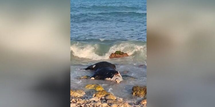 Aparecen vacas muertas flotando en el mar Mediterraneo: las principales hipotesis de su procedencia 1 Aparecen vacas muertas flotando en el mar Mediterraneo: las principales hipotesis de su procedencia