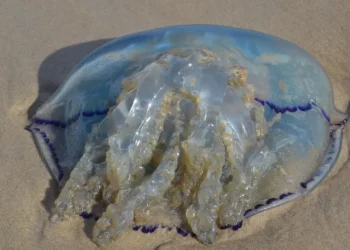 Plaga de medusas en Gandía: los vecinos salen a cazarlas para acabar con ellas