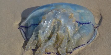 Plaga de medusas en Gandía: los vecinos salen a cazarlas para acabar con ellas
