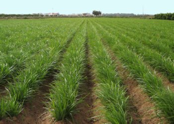 AVA-ASAJA exige soluciones frente a la mancha negra y una hierba invasora que ajustan la rentabilidad de la chufa