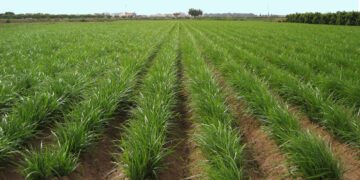 AVA-ASAJA exige soluciones frente a la mancha negra y una hierba invasora que ajustan la rentabilidad de la chufa
