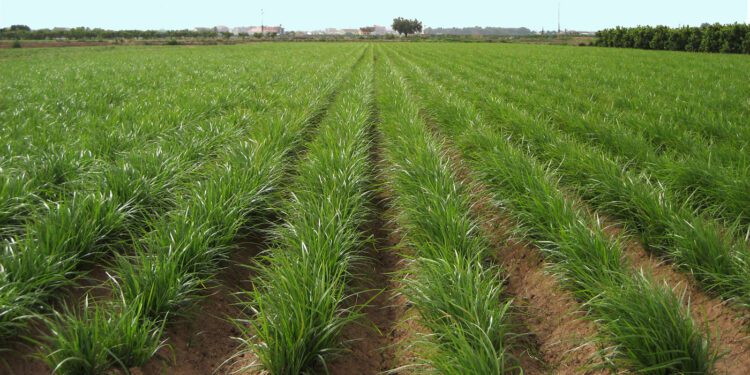 AVA-ASAJA exige soluciones frente a la mancha negra y una hierba invasora que ajustan la rentabilidad de la chufa 1 AVA-ASAJA exige soluciones frente a la mancha negra y una hierba invasora que ajustan la rentabilidad de la chufa