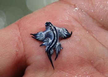 Alarma en Canet d’en Berenguer por la aparición de un ejemplar de dragón azul, un exótico y venenoso molusco marino