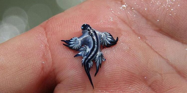 Alarma en Canet d’en Berenguer por la aparición de un ejemplar de dragón azul, un exótico y venenoso molusco marino 1 Alarma en Canet d’en Berenguer por la aparición de un ejemplar de dragón azul, un exótico y venenoso molusco marino