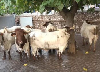 La Generalitat pide a los ayuntamientos evitar los bous al carrer en las horas de más calor
