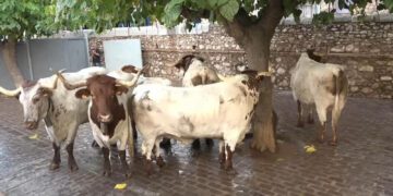La Generalitat pide a los ayuntamientos evitar los bous al carrer en las horas de más calor