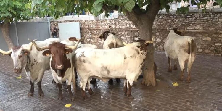La Generalitat pide a los ayuntamientos evitar los bous al carrer en las horas de más calor 1 La Generalitat pide a los ayuntamientos evitar los bous al carrer en las horas de más calor