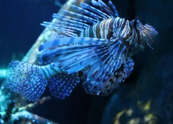 El dragón azul, el pez león y el pez conejo: nuevas amenazas que ponen en jaque la biodiversidad del Mediterráneo