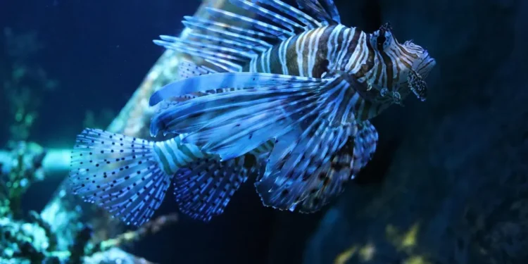 El dragón azul, el pez león y el pez conejo: nuevas amenazas que ponen en jaque la biodiversidad del Mediterráneo 1 El dragón azul, el pez león y el pez conejo: nuevas amenazas que ponen en jaque la biodiversidad del Mediterráneo