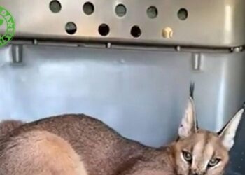 Rescatado un joven caracal tras 16 días vagando por campos de Cádiz: ya se encuentra en un centro especializado en Villena