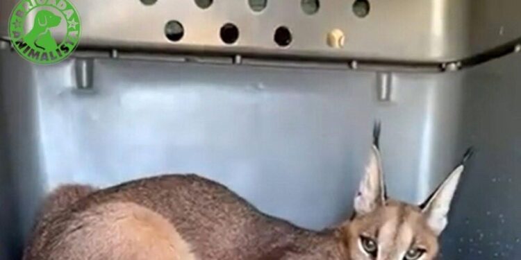 Rescatado un joven caracal tras 16 días vagando por campos de Cádiz: ya se encuentra en un centro especializado en Villena
