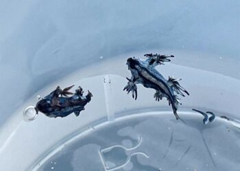 Guardamar izará la bandera de medusas para avisar de la presencia del dragón azul en sus playas